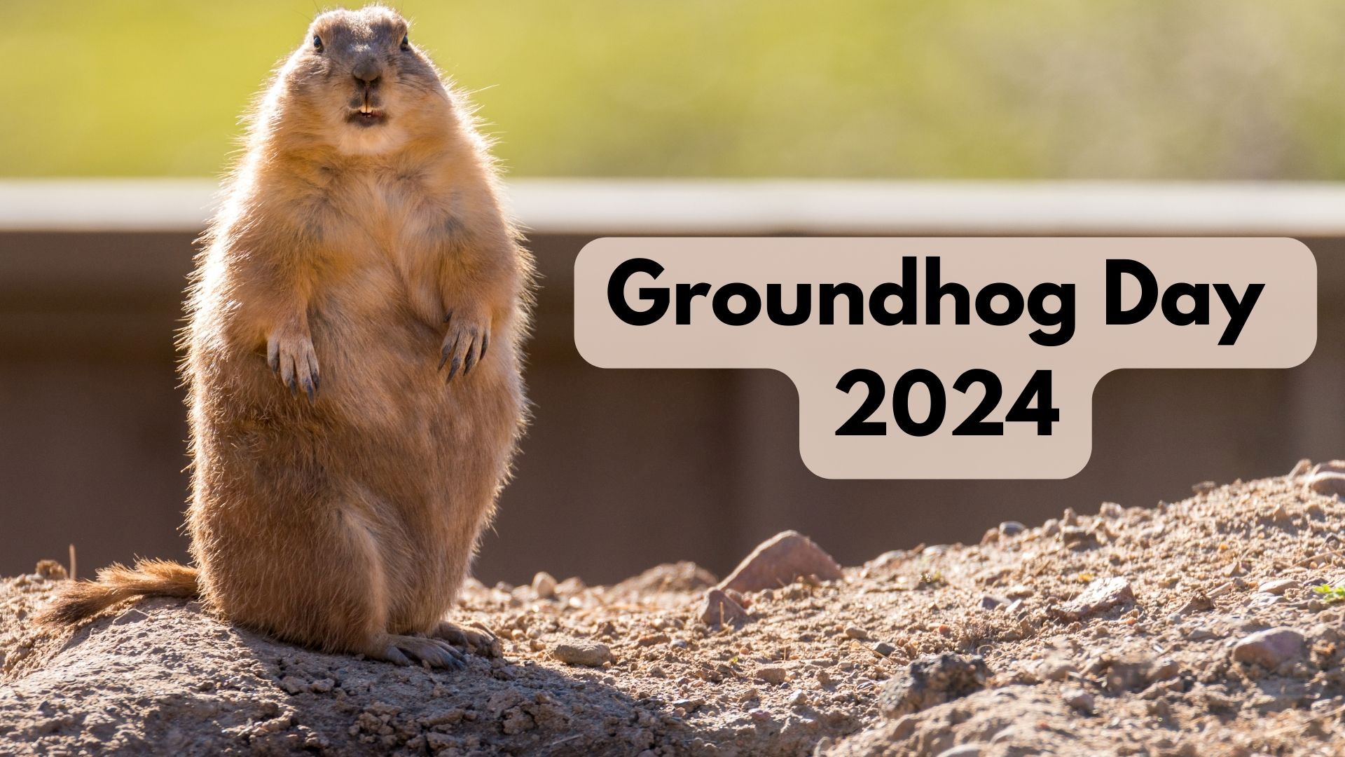 Groundhog Day 2024 Winter Predictions Await